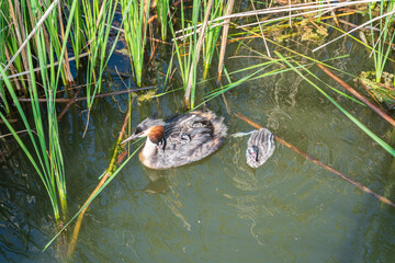 Fototapeta premium The water bird Great crested Grebe, Podiceps cristatus, swimming in the lake, and its cute babies riding on its back