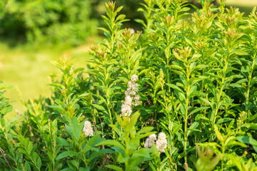 Fototapeta premium Nature of green leaf in garden at summer. Natural green leaves plants using as spring background cover page environment ecology
