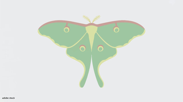 Green moth with pink and yellow details on wings