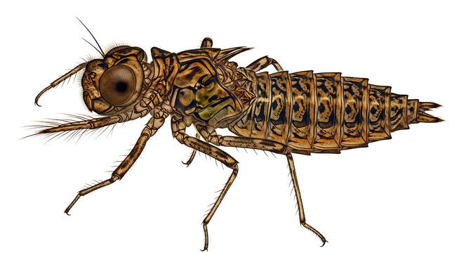 Detailed illustration of an isolated dragonfly nymph, an aquatic insect larva, showcasing intricate biological features