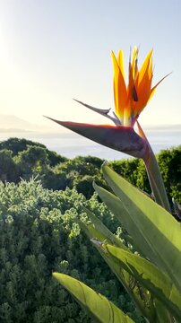 Bird of paradise flower (strelitzia) backlit by sunrise light with two runners passing in background. Vertical