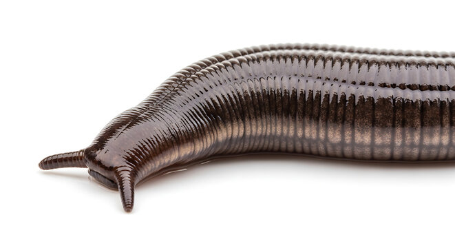 Close-up macro shot of a dark brown segmented leech, a blood-sucking aquatic worm, isolated on a clean white background