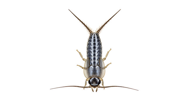 Silverfish insect isolated on white background, macro photography