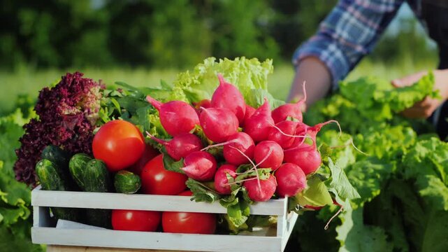 Fresh farm vegetables being harvested and packed into wooden crate with lettuce radishes tomatoes cucumbers.