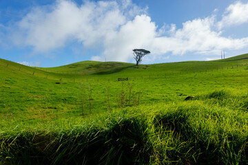 Fototapeta premium One tree on rural ridge on fame