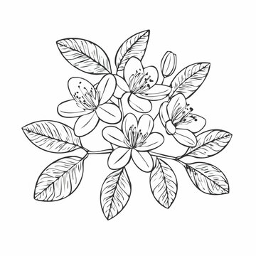 Silhouette feijoa pineapple guava blossom flowers and leaves branch hand drawn vector outline with line art, black and white