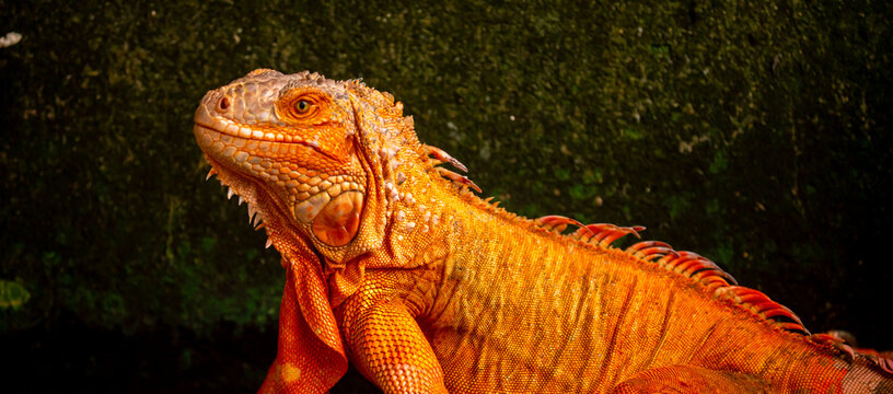 A close-up of an iguana. A beautiful, multicolored lizard with vibrant, colorful skin. An exotic, tropical animal.