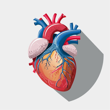 Anatomical Illustration of the Human Heart
