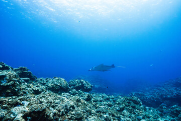 Fototapeta premium Underwater coral reef scenery with distant manta ray silhouette