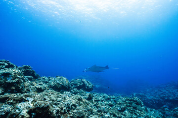 Fototapeta premium Sunlight rays shining through blue ocean with manta ray in distance
