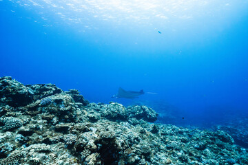 Fototapeta premium Manta ray appearing in the distance over coral reef underwater