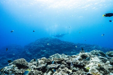 Fototapeta premium Scenic underwater coral reef with manta ray in the background