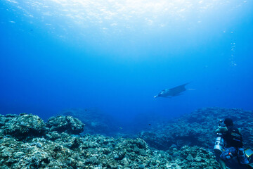 Fototapeta premium Manta ray swimming quietly through deep blue tropical waters