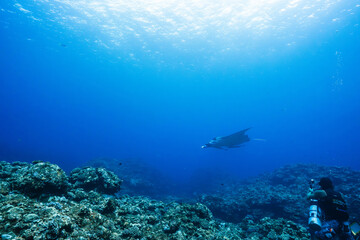 Fototapeta premium Tropical reef underwater with sunlight and distant manta ray
