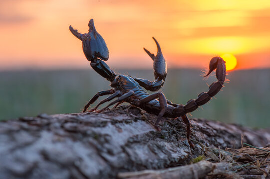 Scorpion with raised claws and stinger at sunset close-up macro photography wildlife photography