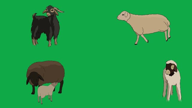 Goat, Sheep, Lamb, Nursing 2d animated cartoon character on green screen chroma key background. High quality farm feeding pasture isolated illustration loop cycle vector animation compositing