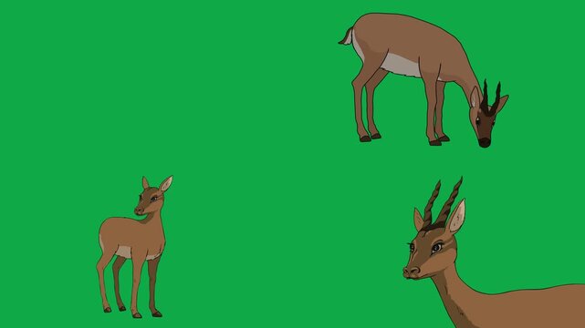 Deer, Gazelle, Antelope, Buck 2d animated cartoon character on green screen chroma key background. High quality wild forest wildlife isolated illustration loop cycle vector animation compositing