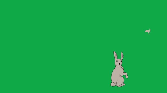 Rabbit, Bunny, Jump, Hop 2d animated cartoon character on green screen chroma key background. High quality cute wild playing fun isolated illustration loop cycle vector animation compositing