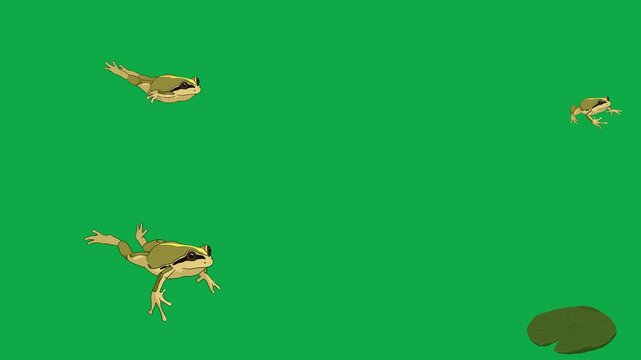 Frog, Toad, Jump, Amphibian 2d animated cartoon character on green screen chroma key background. High quality jumping frog animation isolated illustration loop cycle vector animation compositing