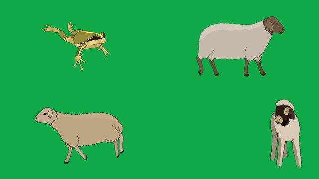 Frog, Sheep, Ram, Livestock 2d animated cartoon character on green screen chroma key background. High quality nature farm animals isolated illustration loop cycle vector animation compositing