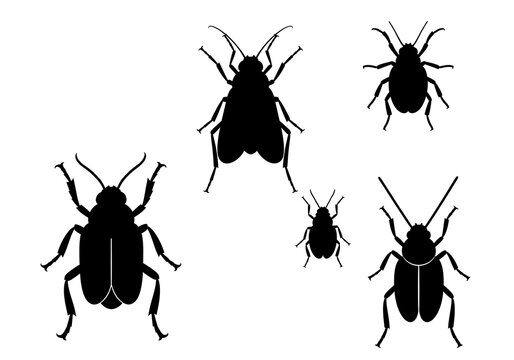 Black Beetle Silhouettes on White Background