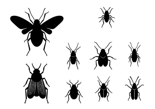 Black Beetle Silhouettes Isolated on White Background
