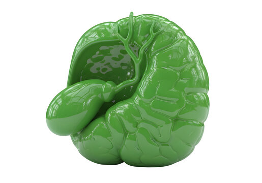 Green human brain model with visible convolutions and cerebellum isolated on transparent background