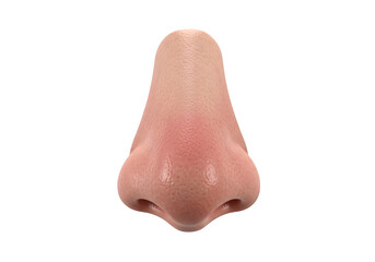 Fototapeta premium Realistic human nose isolated on transparent background