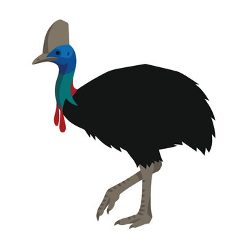 Formidable Helmeted Flightless Cassowary Bird Vector
