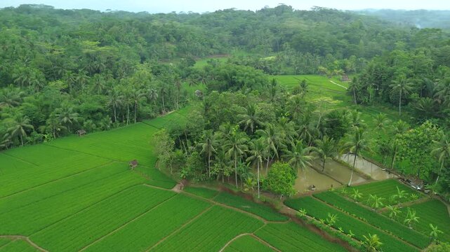 Aerial View of Lush Green Rice Fields Surrounded by Coconut Palm Trees and Tropical Jungle