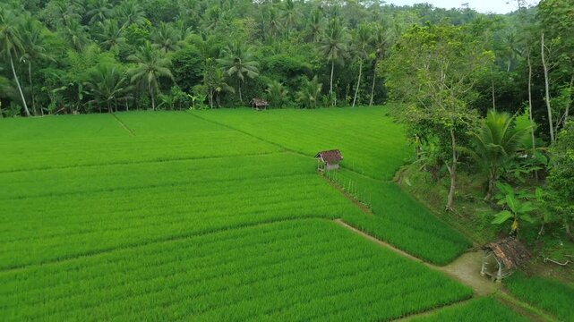Aerial View of Lush Green Rice Fields Surrounded by Coconut Palm Trees and Tropical Jungle
