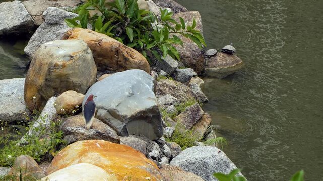 Chinese pond heron Ardeola bacchus partially hidden behind rocks while two red-eared slider turtles bask on boulder at pond edge Kowloon Park Hong Kong