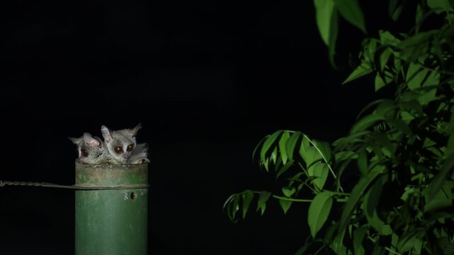 Three lesser bushbabies peer cautiously from inside a hollow fence pole before the female carries its baby and jumps into the tree. Captured at night, Kruger National Park.