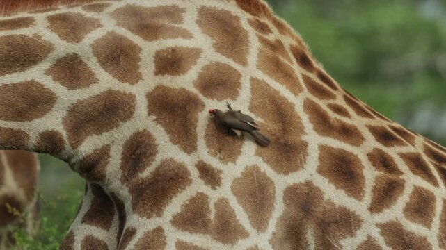 Medium closeup of a red-billed oxpecker searching a giraffe's fur for parasites while the animal is feeding, Kruger National Park.