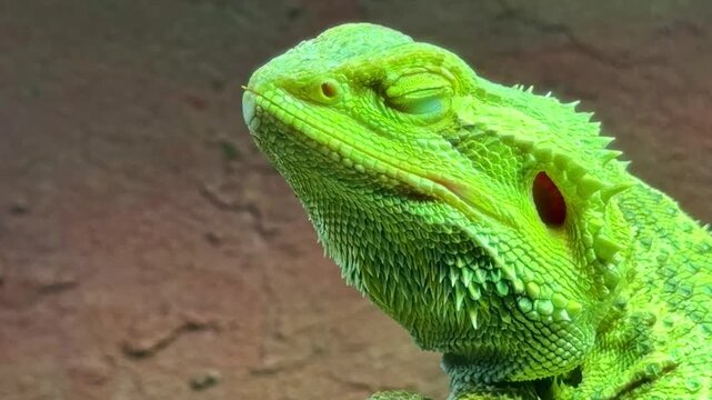 Close-up portrait of a vivid green iguana with half-closed relaxed eyes