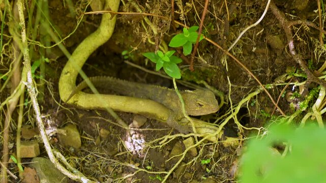 A rare native New Zealand tuatara reptile rests on dirt under twisted tree roots and green plants.