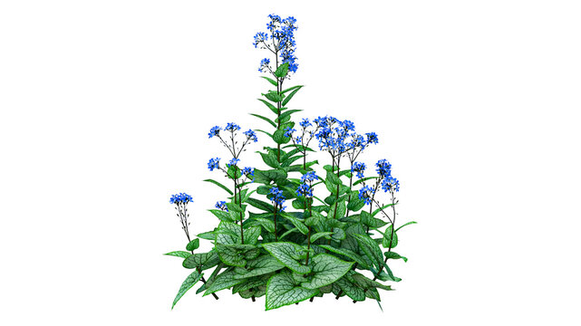 Beautiful jack frost brunnera perennial plant with silver heart leaves and blue flowers on transparent ground.