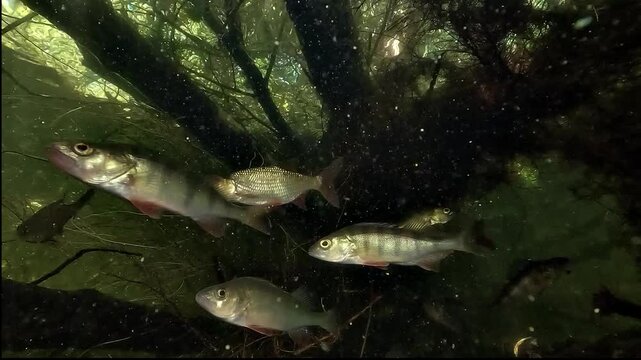 European perch - Perca fluviatilis - scatter through underwater branches when a wels catfish - Silurus glanis - appears nearby.