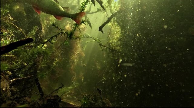 European perch - Perca fluviatilis - gather near the lens in a well lit underwater woodland, moving calmly between submerged branches.