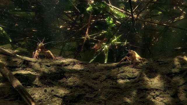 Three crayfish - Decapoda Astacidea - stay on underwater wood in slow motion, surrounded by dense aquatic plants in a calm lake habitat.