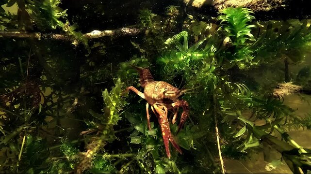 Red swamp crayfish - Procambarus clarkii - moves its sensory antennae and pincers on faded aquatic leaves in a calm European lake.