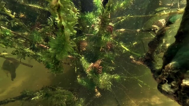 Red swamp crayfish - Procambarus clarkii - stays still on lake vegetation, unaware of the black bass predator moving in the background.