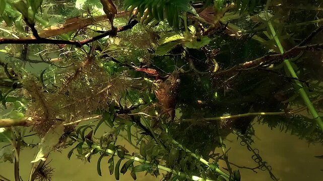 Half air half water view entering a freshwater lake, revealing crayfish - Decapoda Astacidea - tucked among dense elodea leaves.