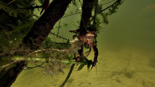 Red swamp crayfish - Procambarus clarkii - suspended on underwater wood, gently waving antennae before retreating backward into the lake.