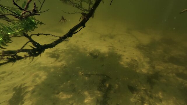 Red swamp crayfish - Procambarus clarkii - suspended on underwater wood, gently waving antennae before retreating backward into the lake.