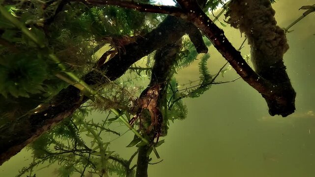 Red swamp crayfish - Procambarus clarkii - stays still beneath aquatic stems, moving its sensory antennae in calm freshwater.