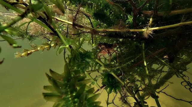 Red swamp crayfish - Procambarus clarkii - rests against dense lake vegetation, moving its sensory antennae through the water.