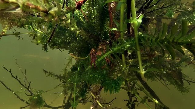 Red swamp crayfish - Procambarus clarkii - stays tucked among aquatic vegetation, surrounded by glowing green and yellow lake tones.