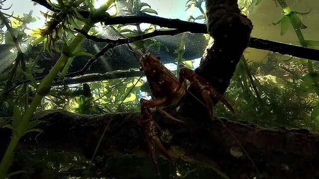 Red swamp crayfish - Procambarus clarkii - moves its sensory antennae in slow circles while searching for food in lake water.