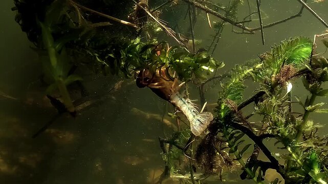 Red swamp crayfish - Procambarus clarkii - feeds belly up on aquatic leaves, with small legs moving slowly under its body.